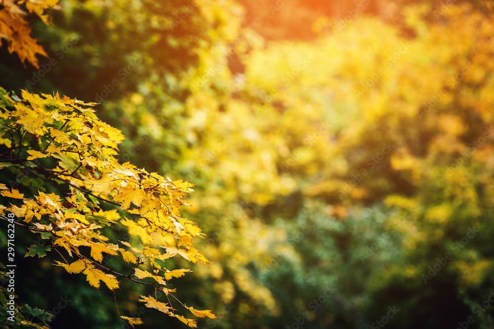 Beautiful autumn background. maple branches with yellow leaves lit by a sunbeam. Beautiful autumn background. maple branches with yellow leaves lit by a sunbeam.