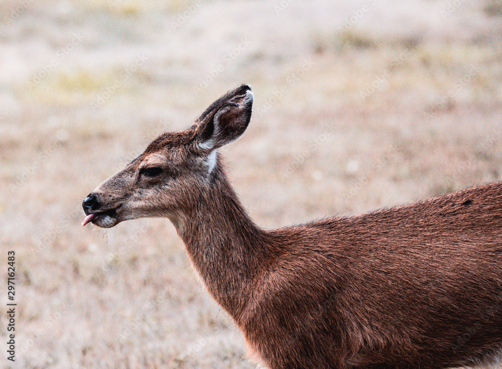 Friendly and not afraid baby deer grazing in a recreational area Friendly and not afraid baby deer grazing in a recreational area