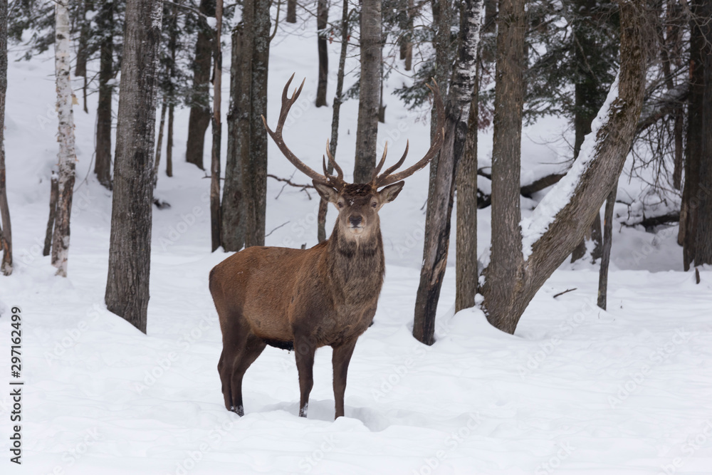 An elk in a winter forest An elk in a winter forest