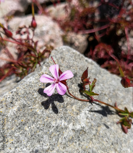 Tiny pink flower on grey rock - close up.