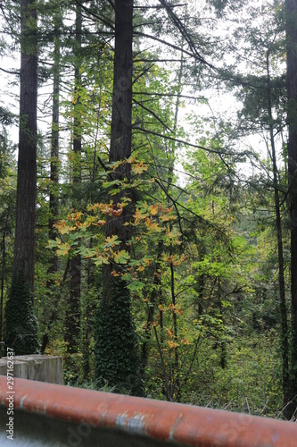 evergreen4