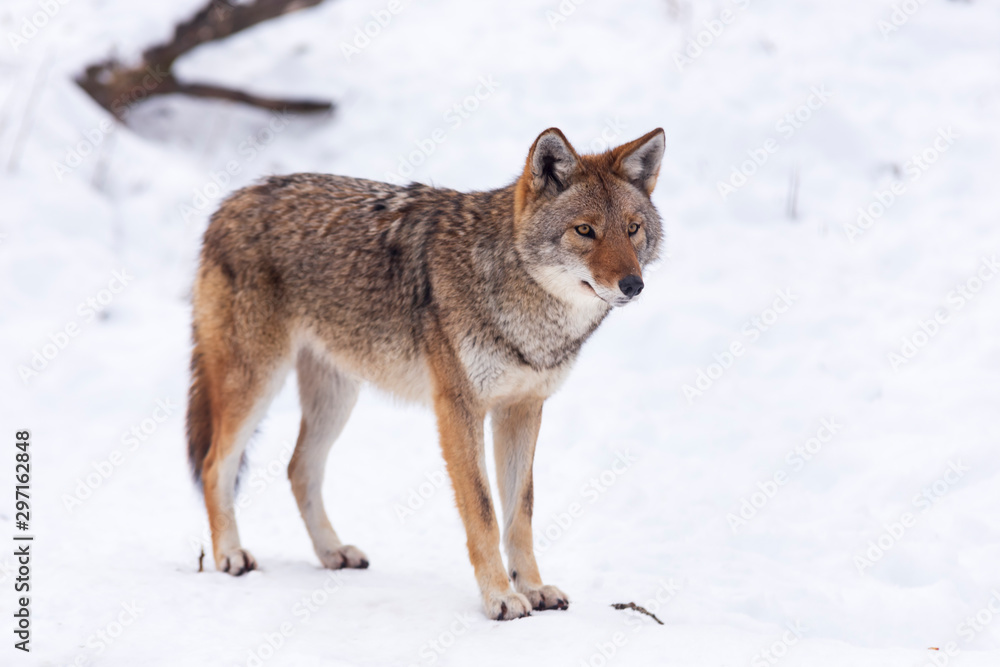 A lone Coyote in winter A lone Coyote in winter