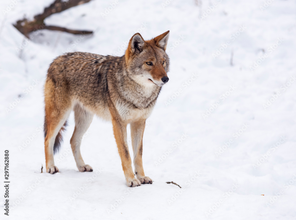 Fototapeta premium A lone Coyote in winter