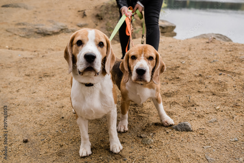 Two cute beagle dogs with collars and leashes chilling with their owner Two cute beagle dogs with collars and leashes chilling with their owner