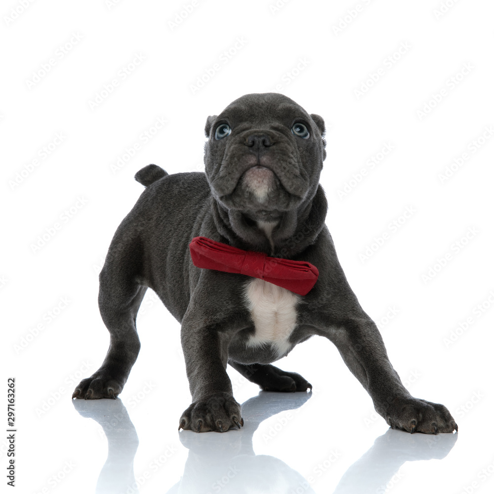 cute american bully wearing a red bowtie on white background