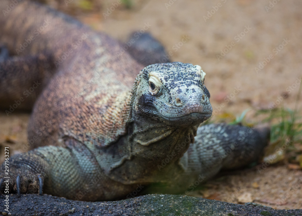 Closeup portrait of Komodo Dragon, the largest lizard in the world looking at camera.Selective focus on the nose