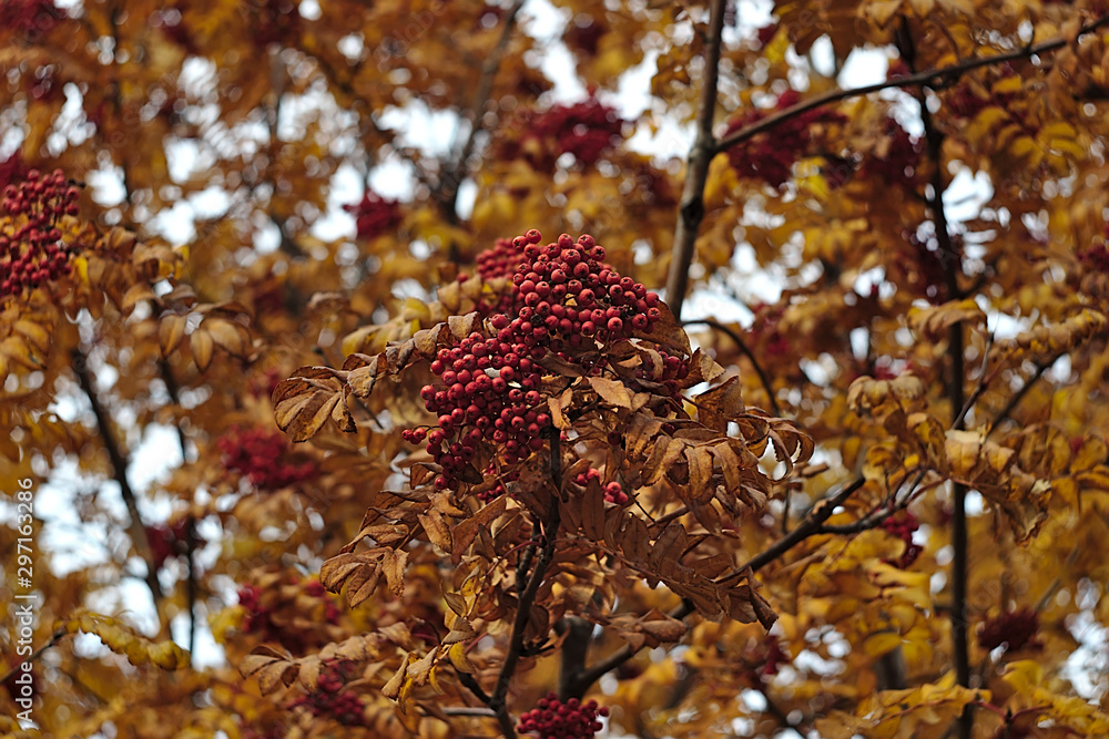 Naklejka premium red Rowan berries in thick yellow foliage