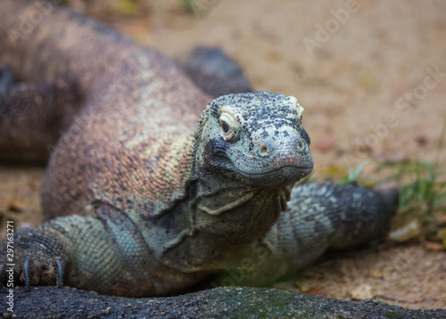 Closeup portrait of Komodo Dragon, the largest lizard in the world looking at camera.Selective focus on the nose © Natalia