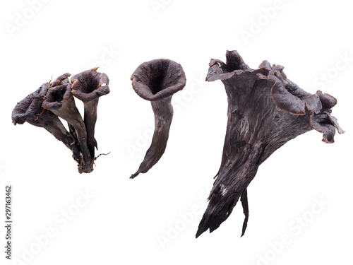 Craterellus cornucopioides edible mushrooms isolated on white background. Aka Horn of plenty, black chanterelle, black trumpet etc. photo