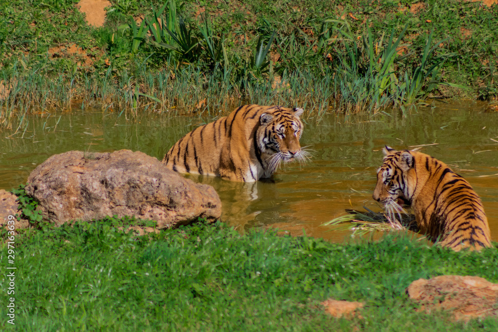a bengal tiger playing in a green meadow a bengal tiger playing in a green meadow