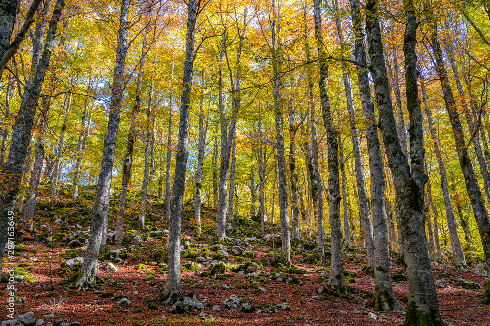 Obraz premium Foliage in autumn season at Forca d'Acero, in the Abruzzo and Molise National Park. Italy.