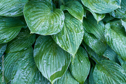 Green leaves of hosta in the rain