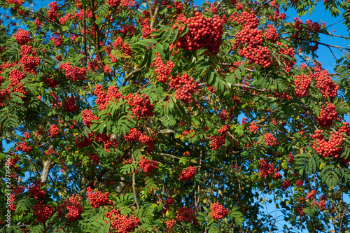 Rowan tree ripe berries close-up