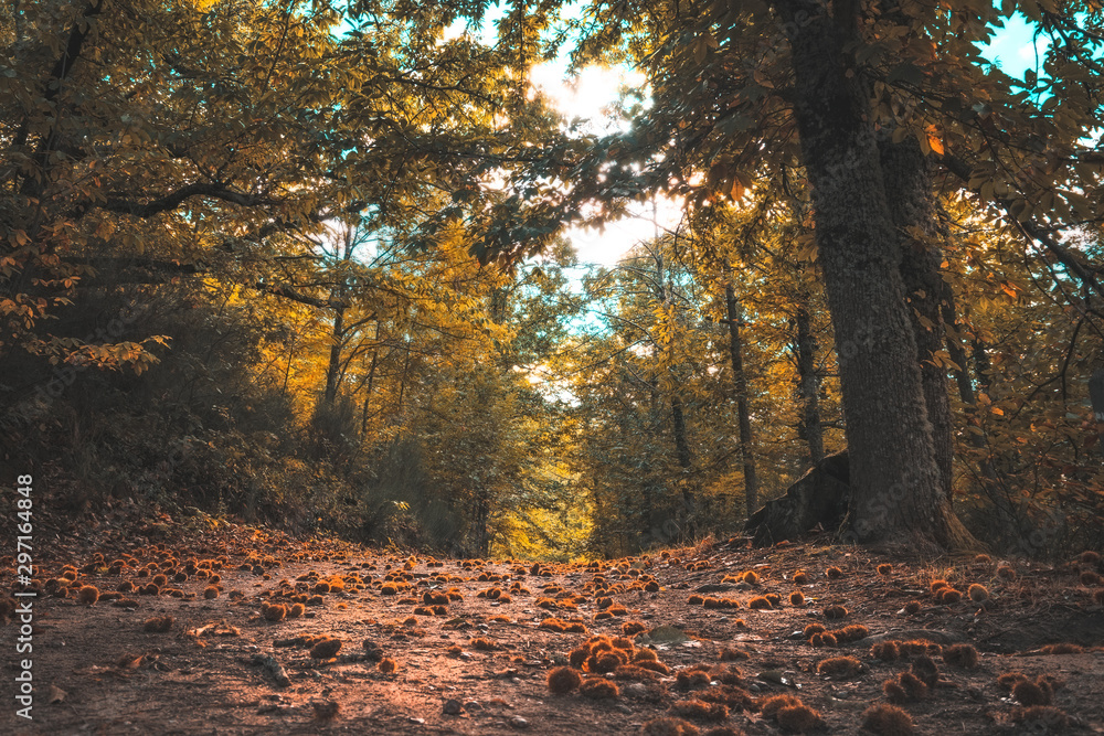 Autumn magic forest. From the ground, path full of chestnuts, It makes its way through the trees. Hervas, Spain. Autumn magic forest. From the ground, path full of chestnuts, It makes its way through the trees. Hervas, Spain.