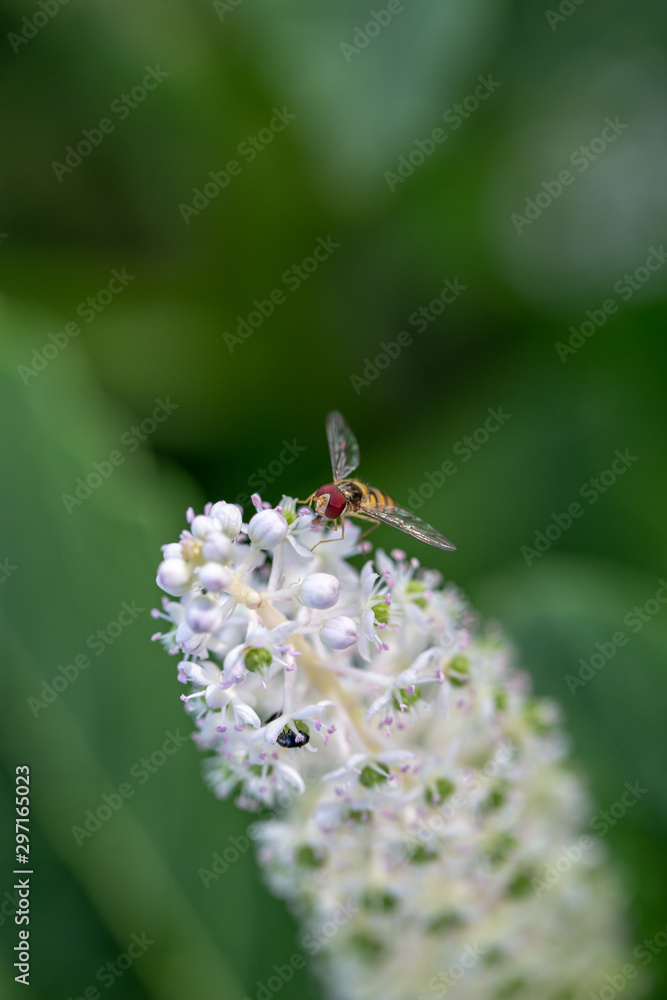 schwebfliege beim pollen sammeln auf einer weißen kermesbeere vor grünem hintergrund schwebfliege beim pollen sammeln auf einer weißen kermesbeere vor grünem hintergrund