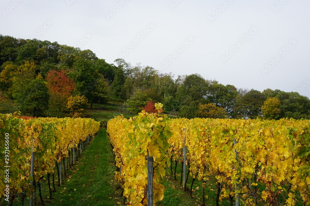Herbstliche Landschaft der Südlichen Weinstrasse