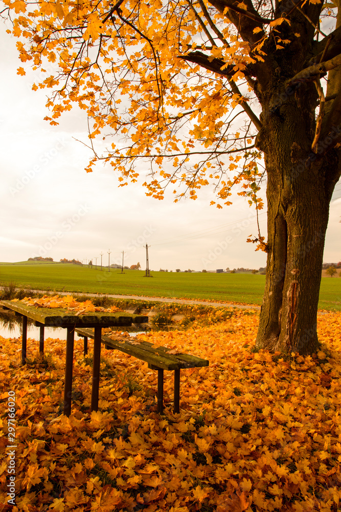 Beautiful rural ride in autumn time in dark forest Beautiful rural ride in autumn time in dark forest