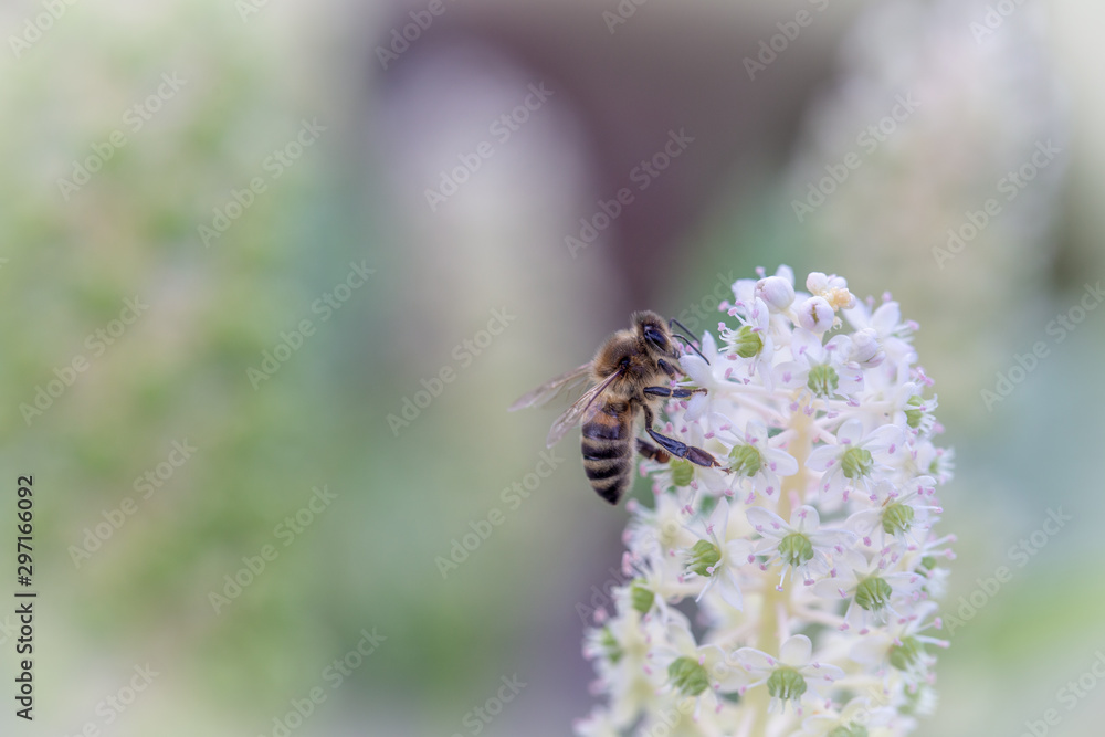 Biene beim honig oder pollen sammeln auf einer weißen kermesbeere vor grünem hintergrund in pastell Biene beim honig oder pollen sammeln auf einer weißen kermesbeere vor grünem hintergrund in pastell