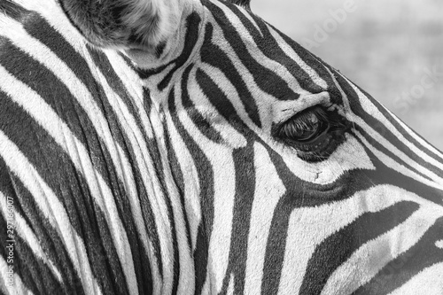 Zebra close up, striped zebra skin