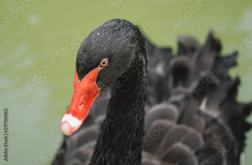 Portrait of a black swan © Peter Kalmar