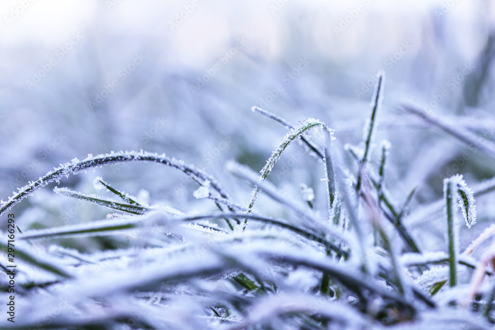 Ice crystals on grass in the morning after a cold night Ice crystals on grass in the morning after a cold night