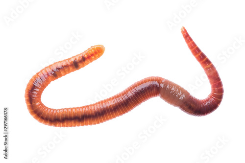 Macro shot of red worm Dendrobena, earthworm live bait for fishing isolated on white background.