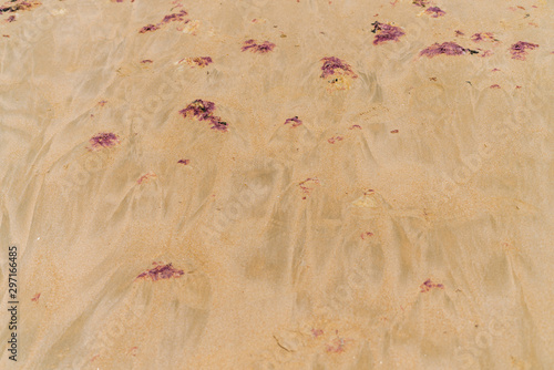 hot beach sand with water spills. brown algae lie in the sand. beach sand with brown-yellow algae, very beautiful. photo