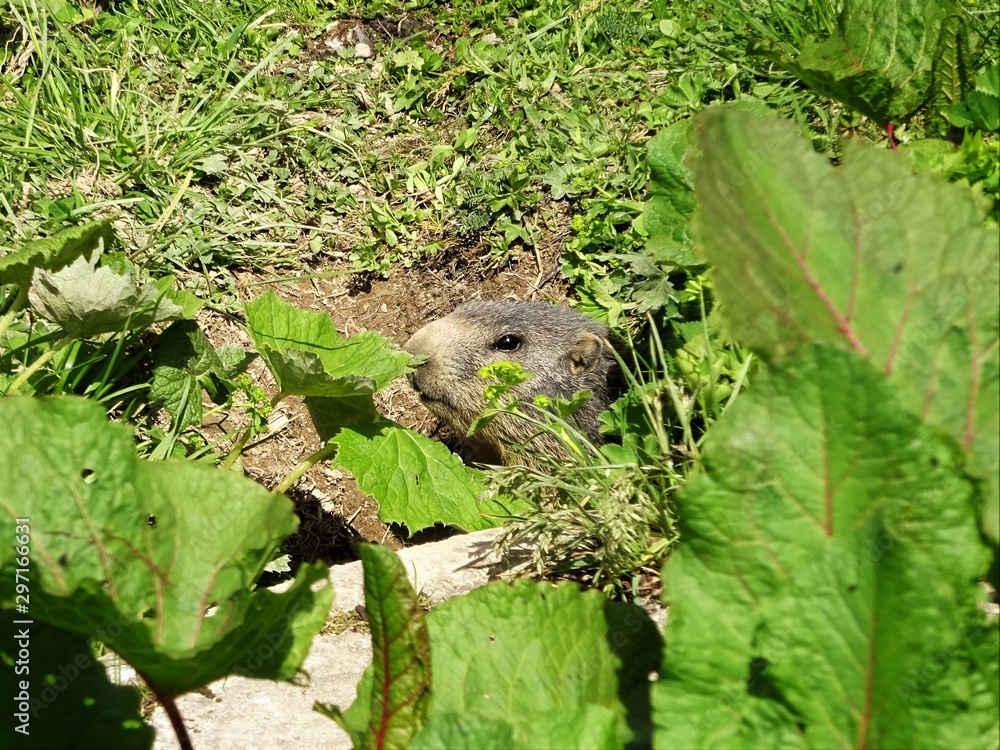 marmot looking out of his hole marmot looking out of his hole