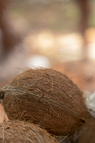 Closeup fresh brown coconuts on the ground