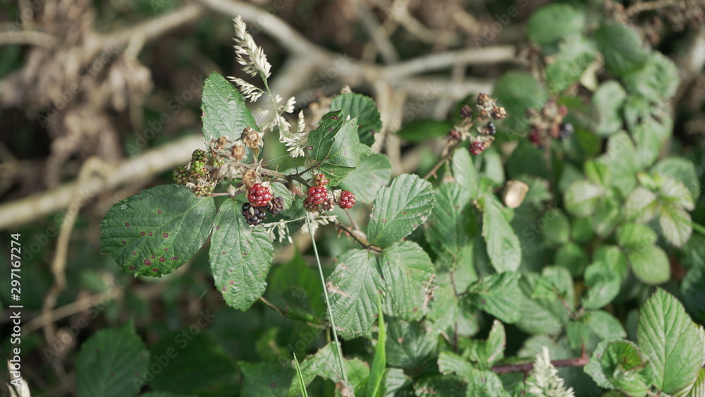 berry berry
