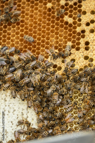 westliche honigbienen eines imkers in ihrer beute mit rähmchen 