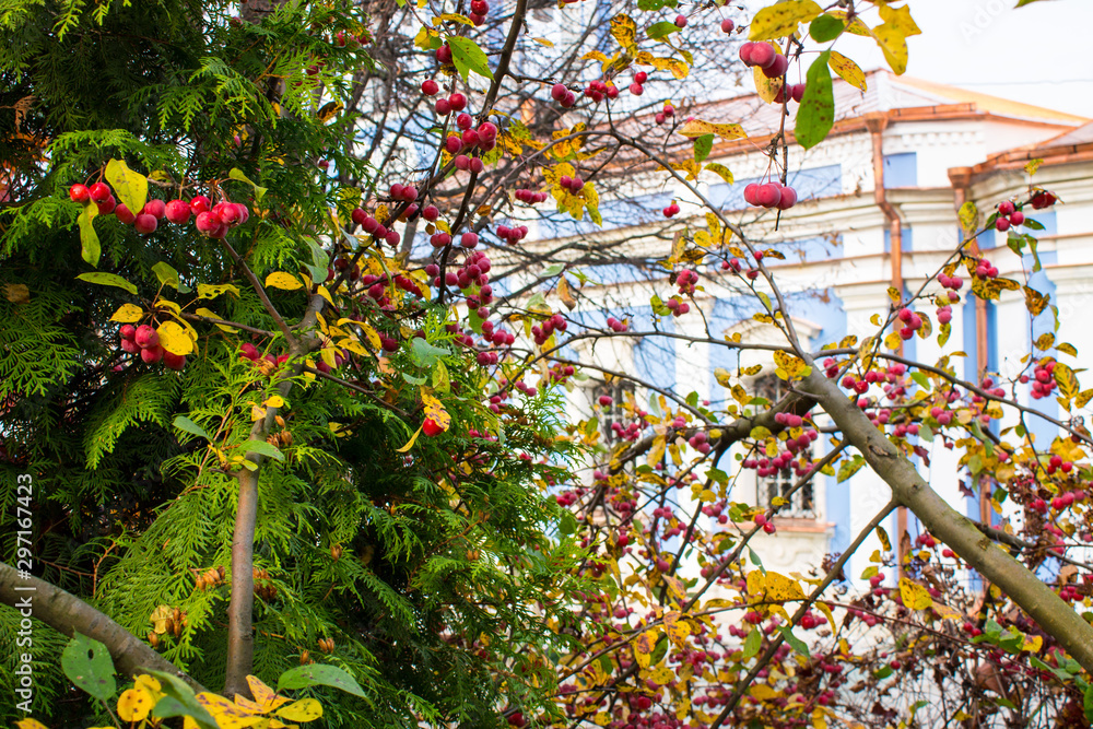 red berries on tree branches close up autumn day red berries on tree branches close up autumn day