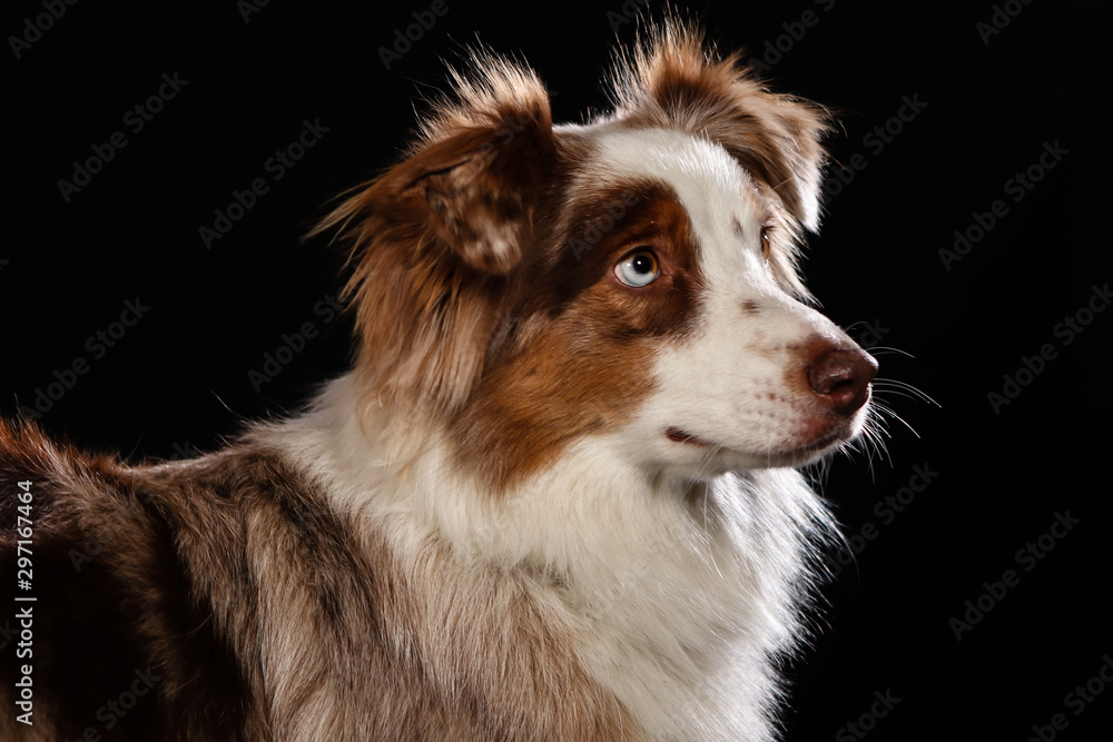 Dogs shot in Studio on black and natural backgrounds. Posing and portrait shots of dogs Dogs shot in Studio on black and natural backgrounds. Posing and portrait shots of dogs