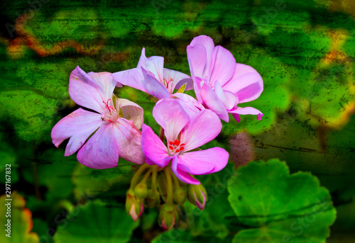 A blossoming pink flower with a long stem on a green background.