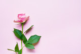 Pink rose flower on pink background. Copy space, flat lay. Greeting card