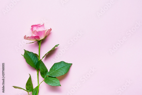 Pink rose flower on pink background. Copy space, flat lay. Greeting card