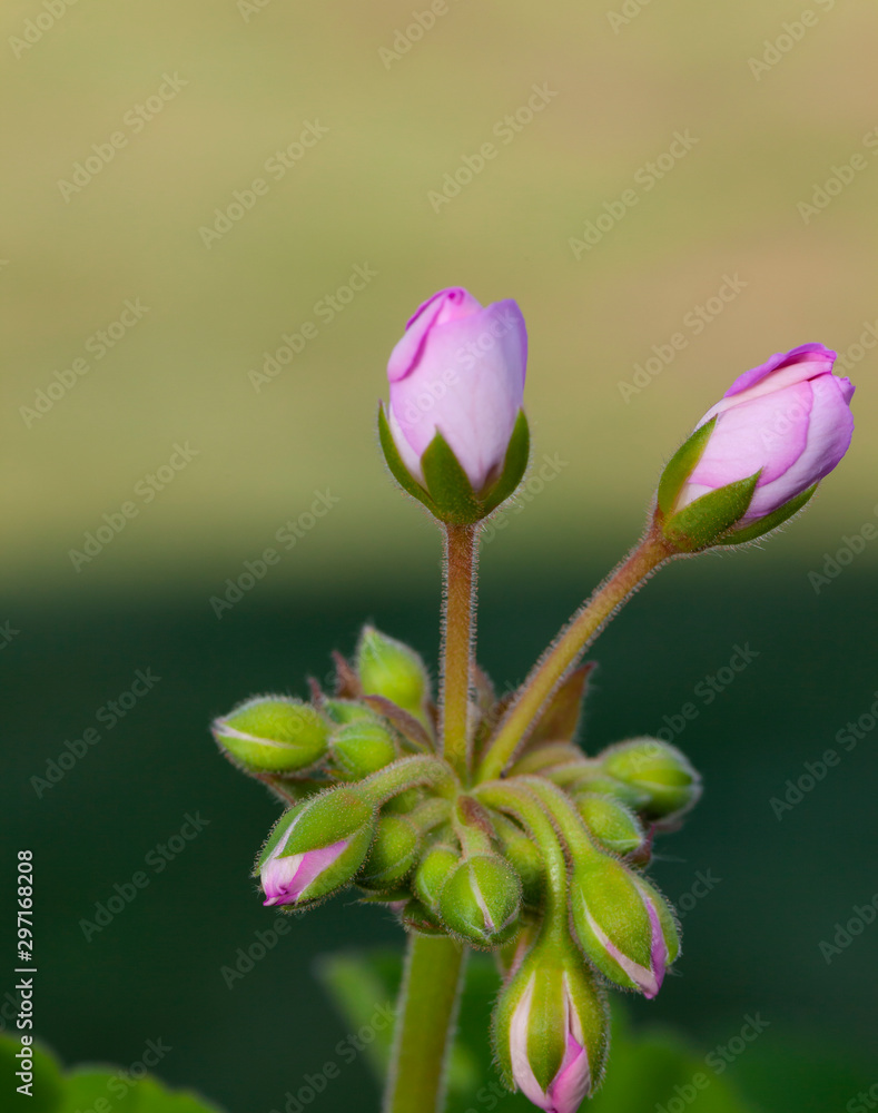 Fototapeta premium Pink flower buds about to blossom on a long stem with leaves.