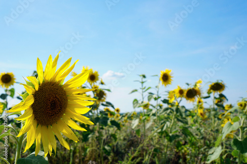 Sonnenblume auf einem Sonnenblumenfeld