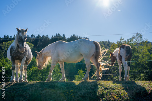 Beulotte Saint Laurent, France - 09 12 2019: Hike in the circuit of the thousand ponds. The white mare, her colt and a white and brown horse photo