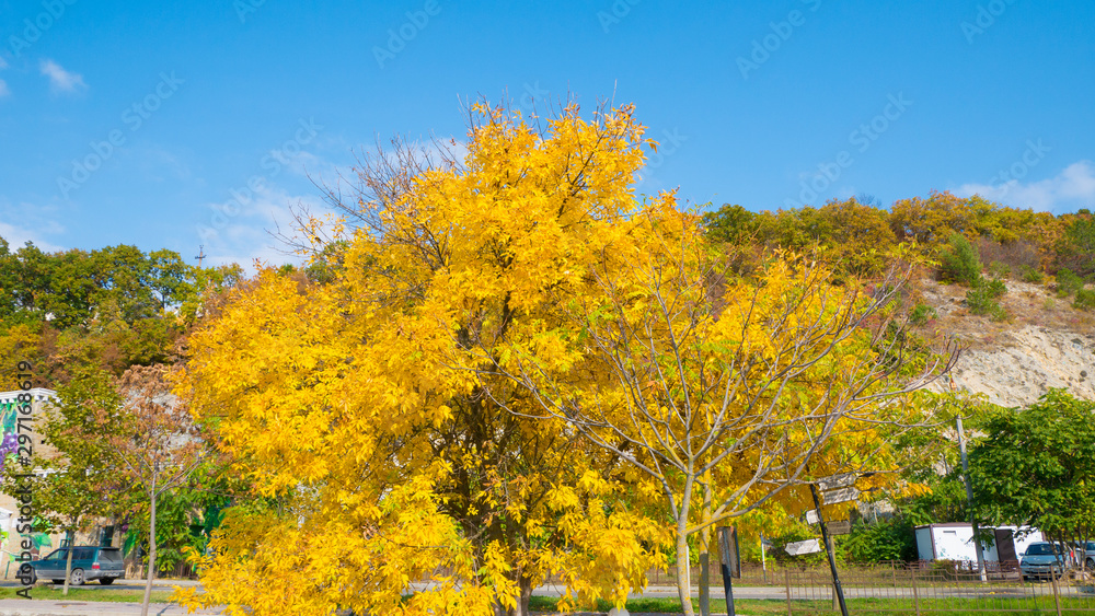 yellow autumn tree against the sky on a warm day