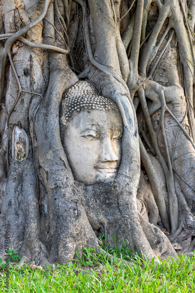 Buddha's Head in tree