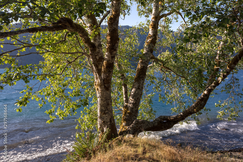 Lake Crescent, deep lake located entirely within Olympic National Park - view from Olympic National Park Highway. Sunny day, blue water, panoramic view. Clallam County, Washington, United States. Lake Crescent, deep lake located entirely within Olympic National Park - view from Olympic National Park Highway. Sunny day, blue water, panoramic view. Clallam County, Washington, United States.