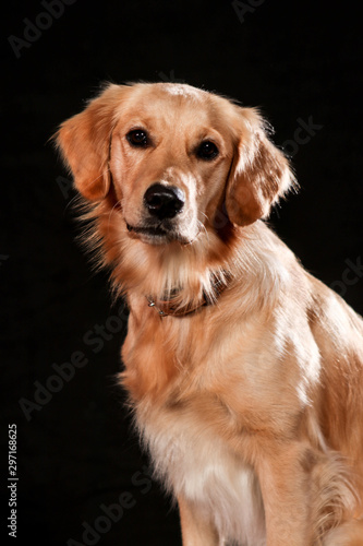 Dogs shot in Studio on black and natural backgrounds. Posing and portrait shots of dogs