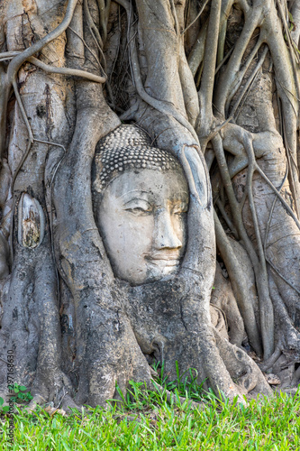 Buddha s Head in tree