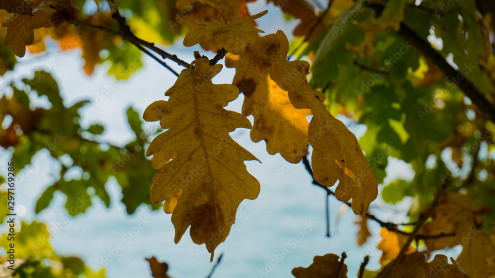 yellowed leaves on a tree in autumn yellowed leaves on a tree in autumn