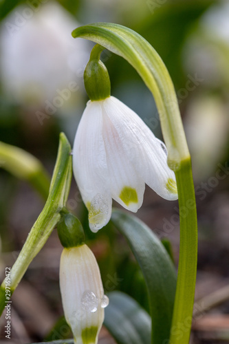 Frühlingsknotenblume, auch Märzenbecher genannt, in einem Beet eines Vorgartens mit Tropfen