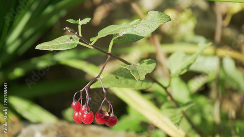 red berry