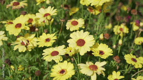 yellow flower