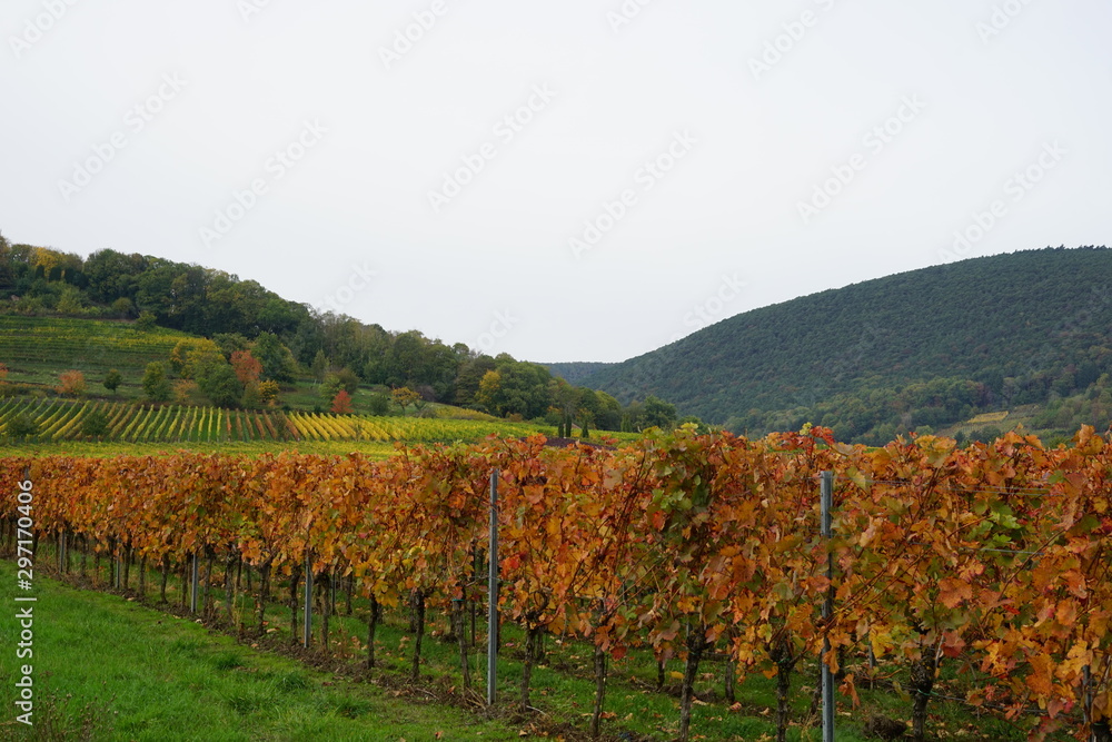 Herbstliche Landschaft in den Weinbergen von Rheinland-Pfalz