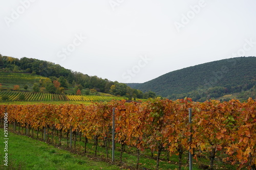 Herbstliche Landschaft in den Weinbergen von Rheinland-Pfalz © Achim Wagner